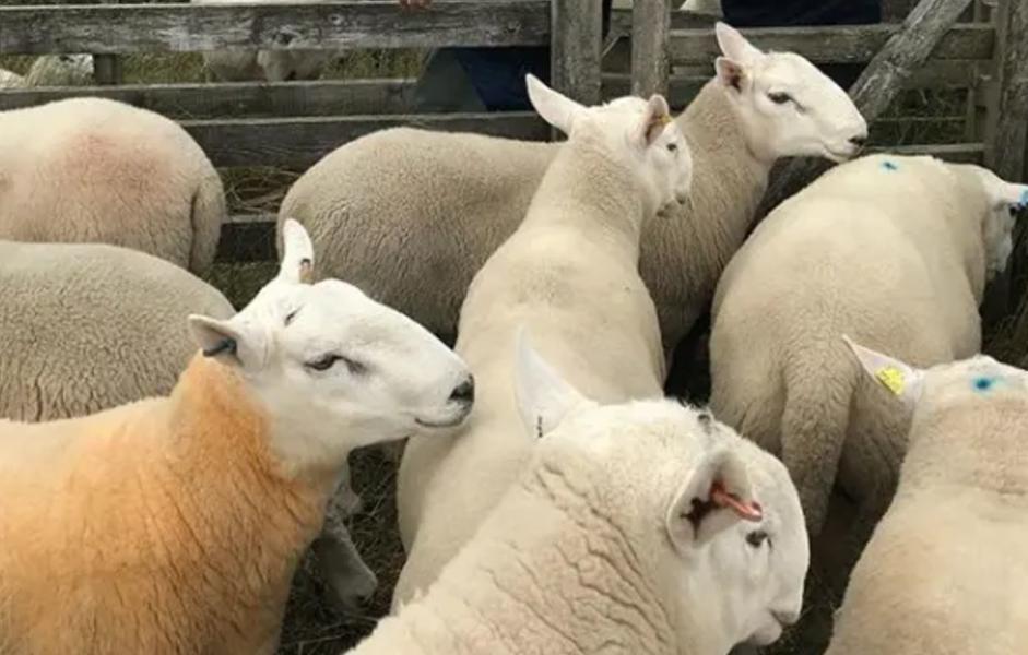 Slow Ship To Scotland